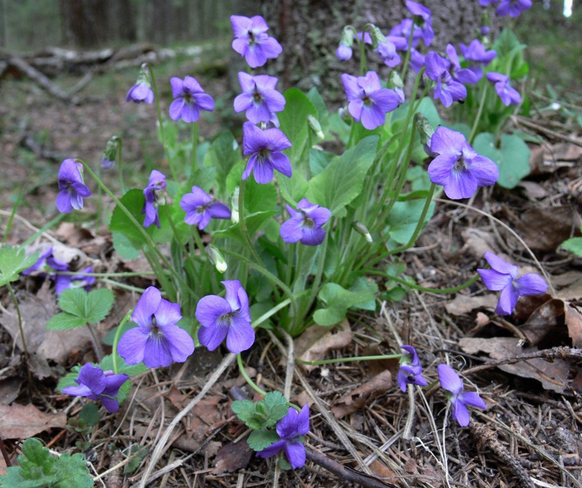 Image of Viola hirta specimen.