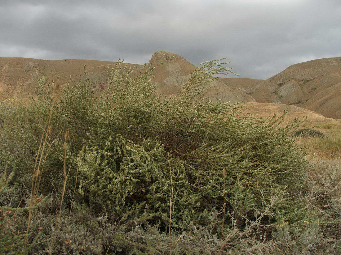 Image of Salsola laricina specimen.