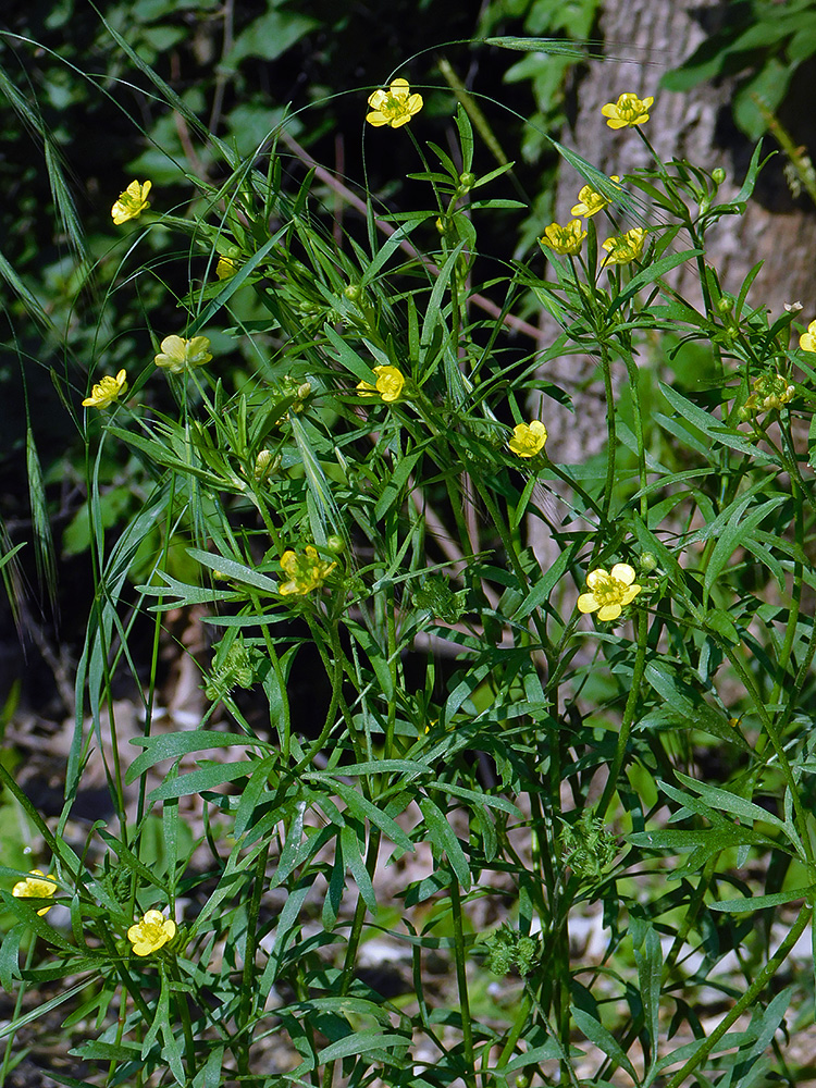 Image of Ranunculus arvensis specimen.