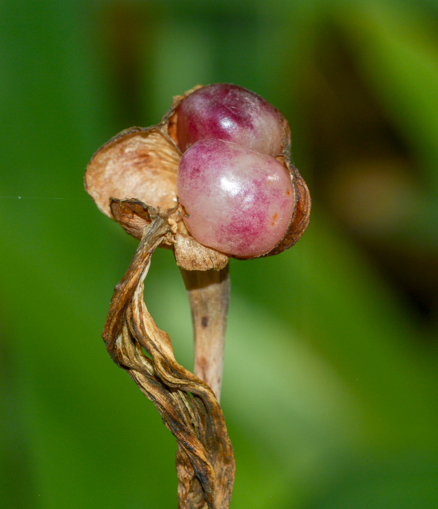 Image of Amaryllis belladonna specimen.