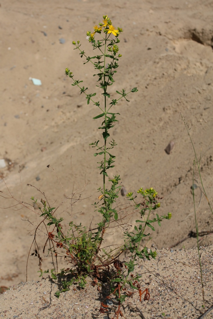 Изображение особи Hypericum perforatum.