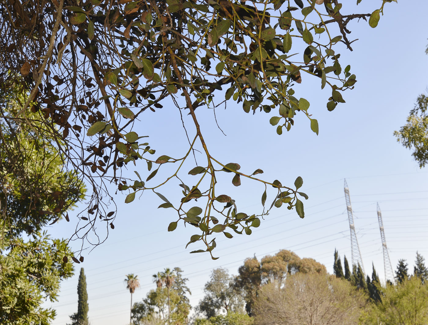 Image of genus Eucalyptus specimen.