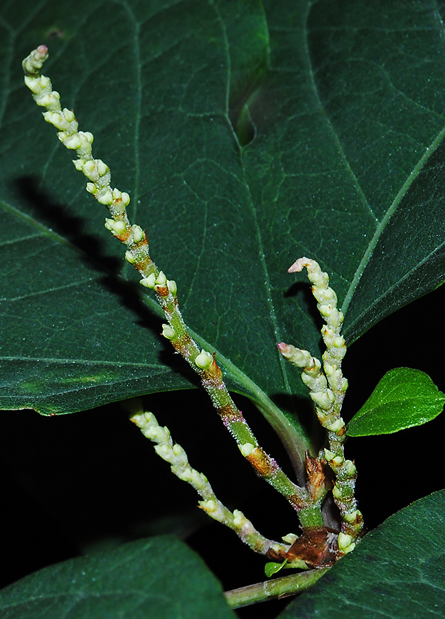 Image of Reynoutria japonica specimen.