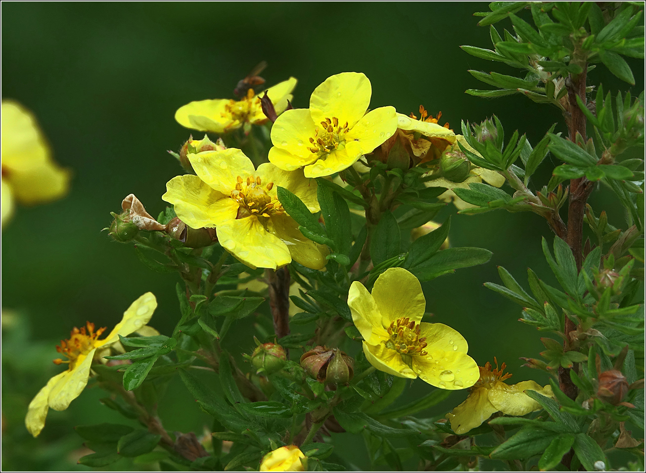 Изображение особи Dasiphora fruticosa.