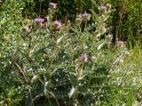 Cirsium balkharicum