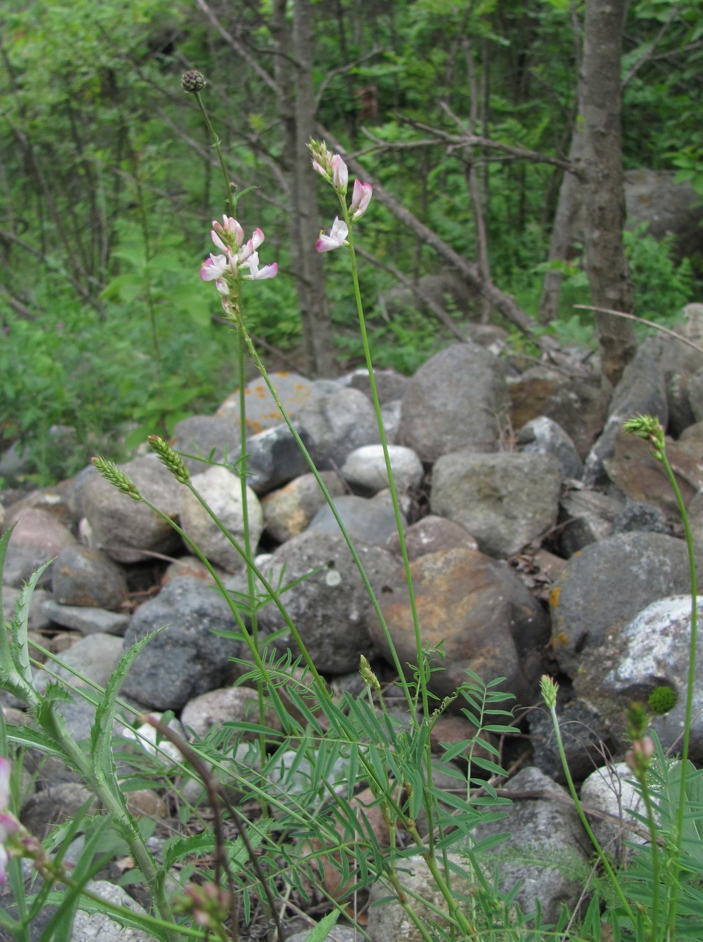 Изображение особи Onobrychis petraea.