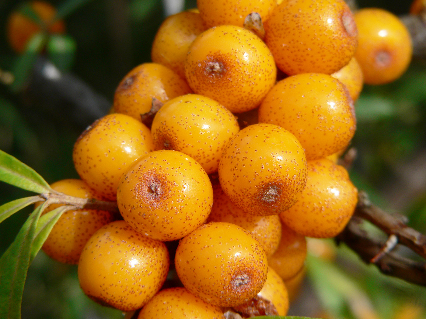 Image of Hippophae rhamnoides specimen.