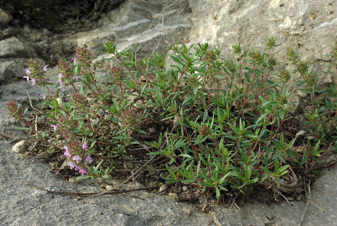 Изображение особи род Thymus.