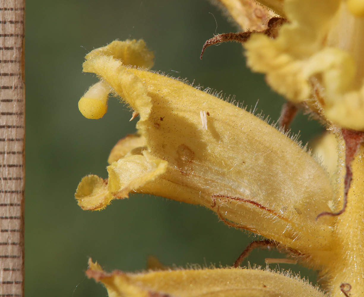 Image of Orobanche ingens specimen.