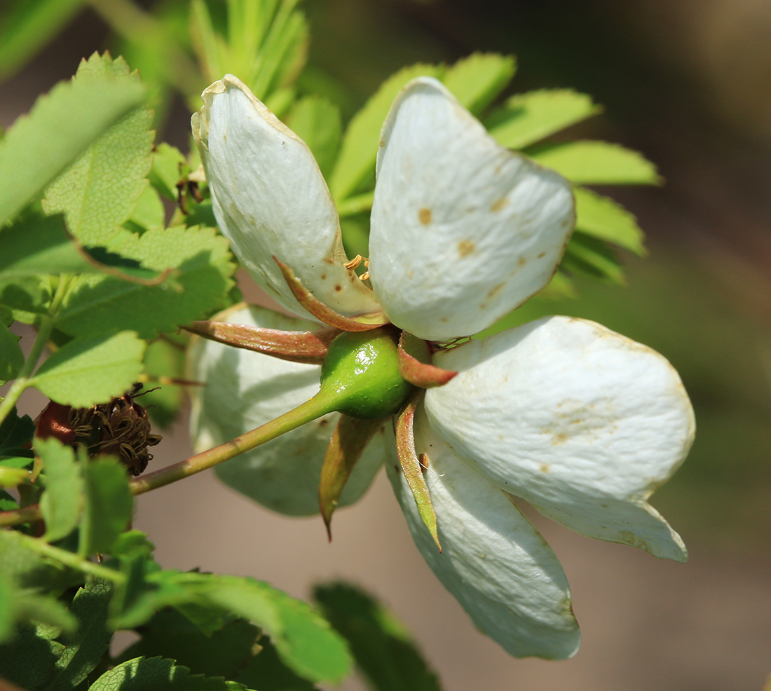 Image of Rosa spinosissima specimen.