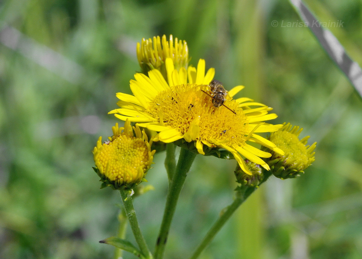 Image of Inula linariifolia specimen.