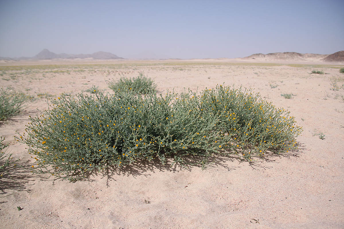 Image of Pulicaria undulata specimen.