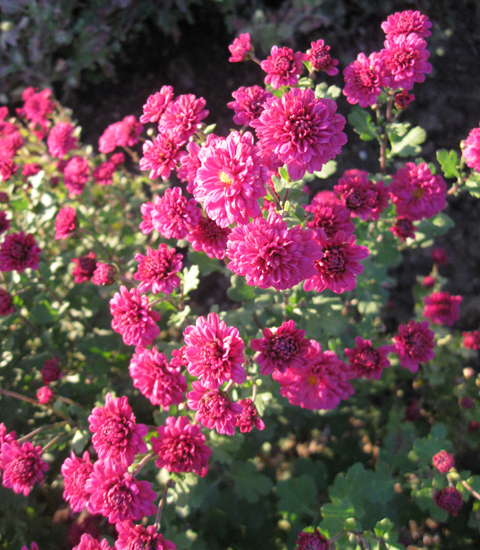 Image of Chrysanthemum indicum specimen.