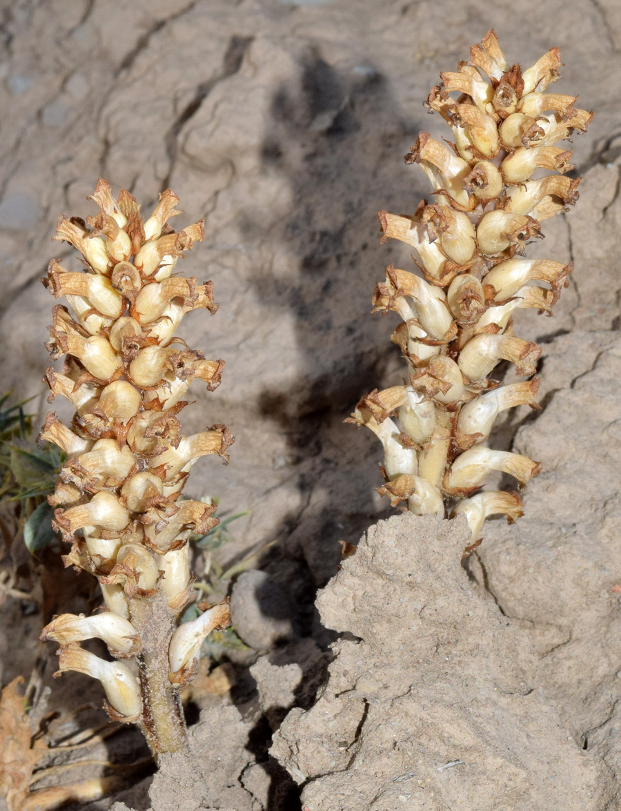 Изображение особи Orobanche cumana.