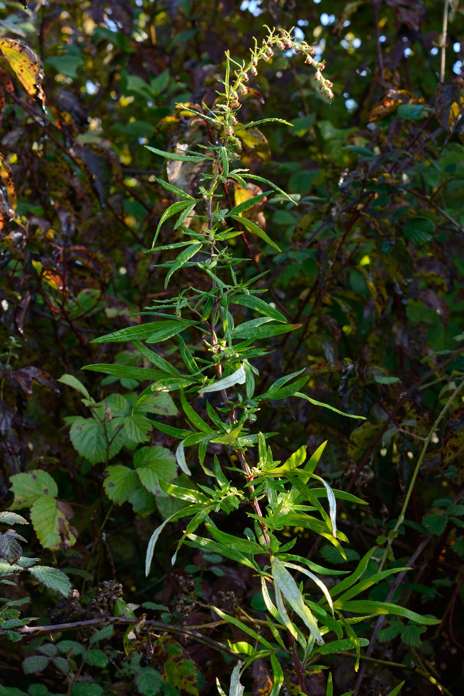 Изображение особи Artemisia argyi.