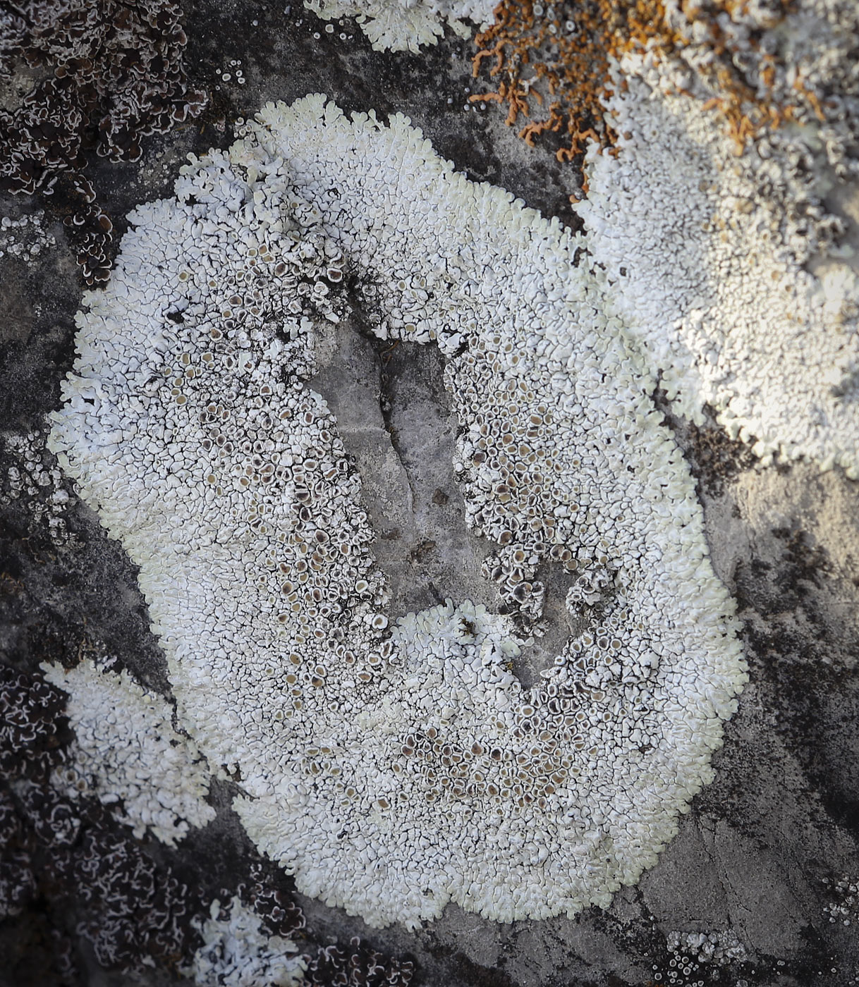 Изображение особи Lecanora muralis.