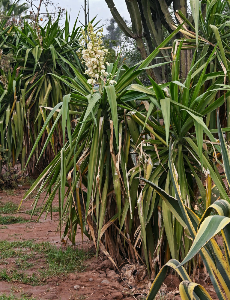 Изображение особи Yucca gigantea.