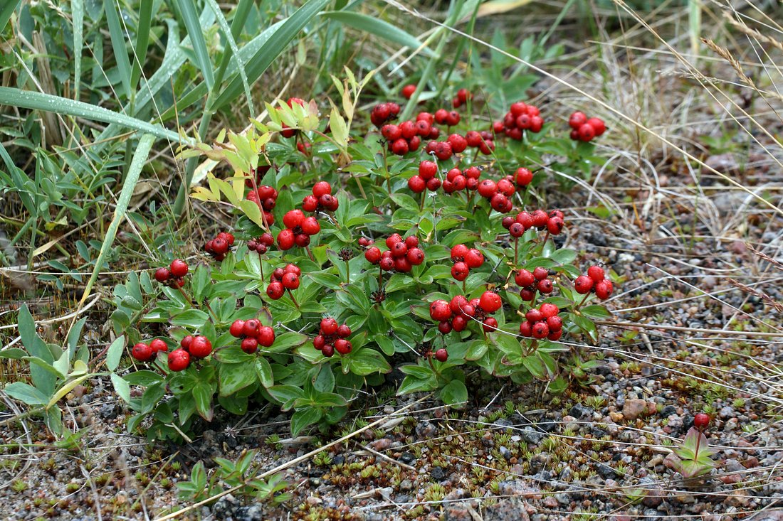 Изображение особи Chamaepericlymenum suecicum.