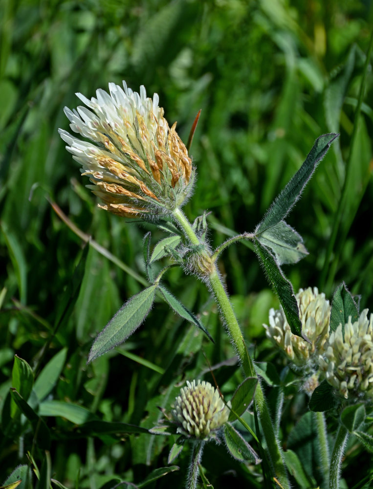 Изображение особи Trifolium trichocephalum.