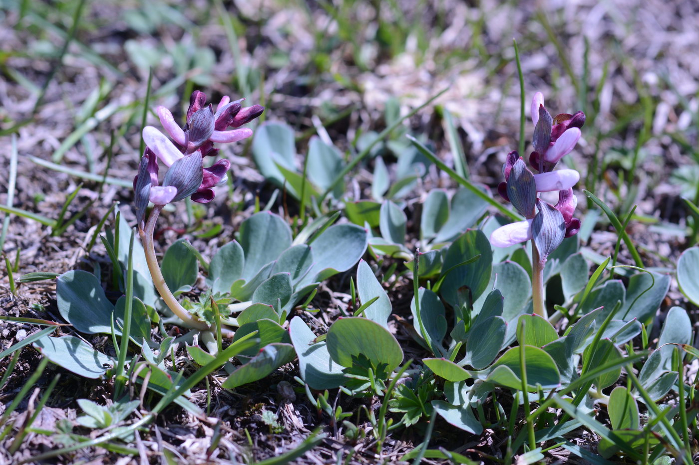 Изображение особи Corydalis ledebouriana.