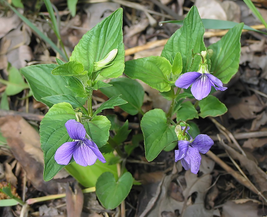 Изображение особи Viola austro-ussuriensis.