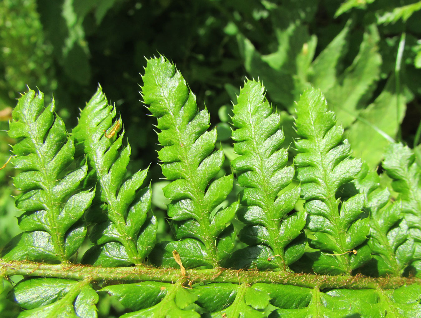 Image of Polystichum setigerum specimen.