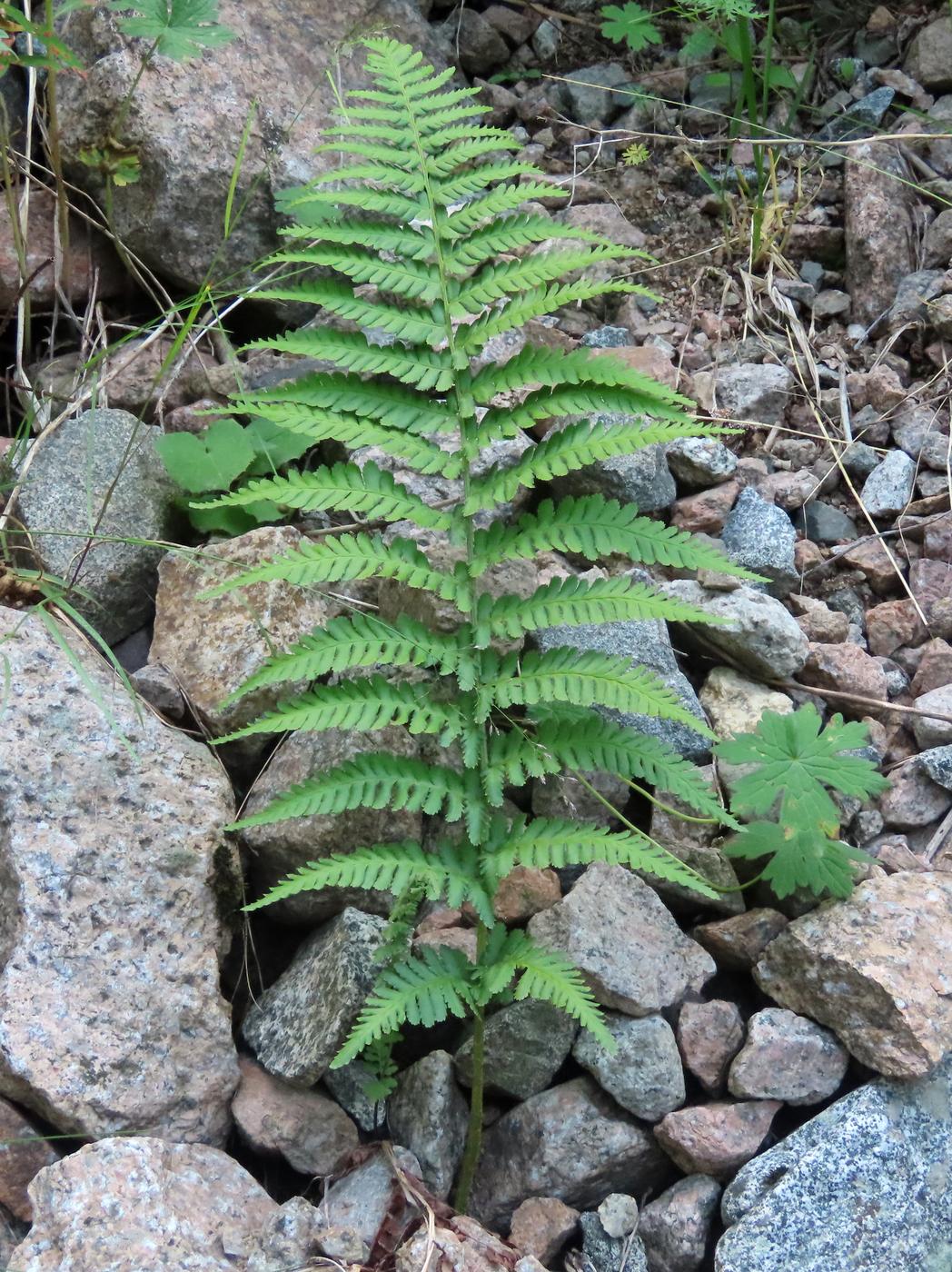 Image of Dryopteris filix-mas specimen.