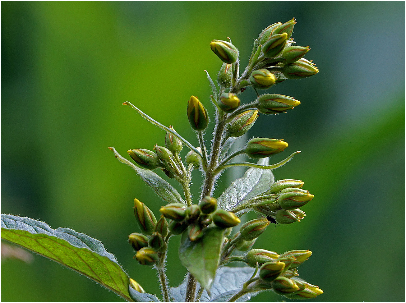 Изображение особи Lysimachia vulgaris.