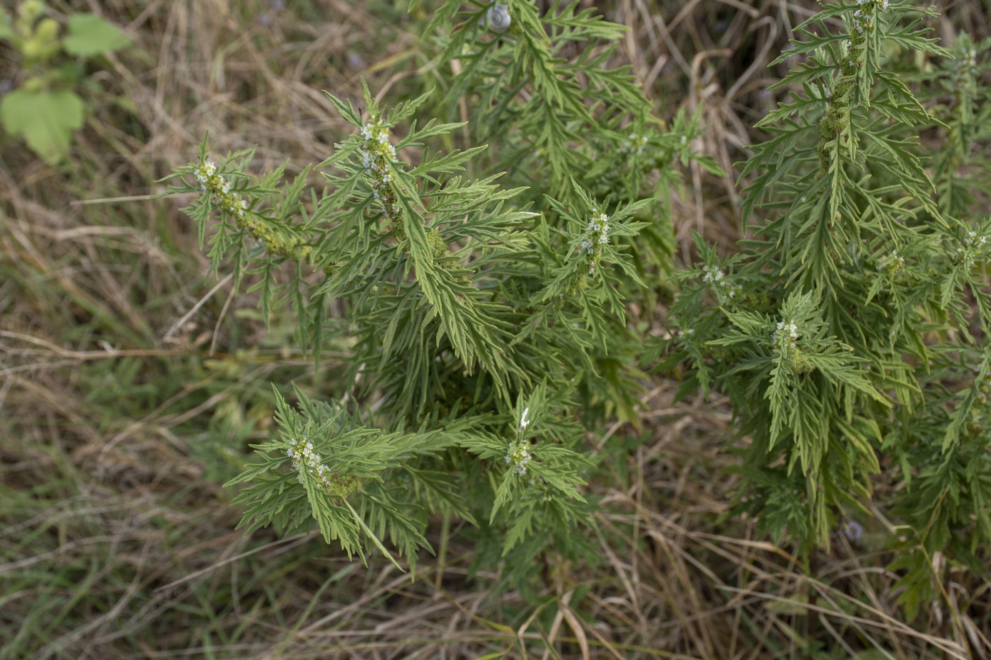 Image of Lycopus exaltatus specimen.