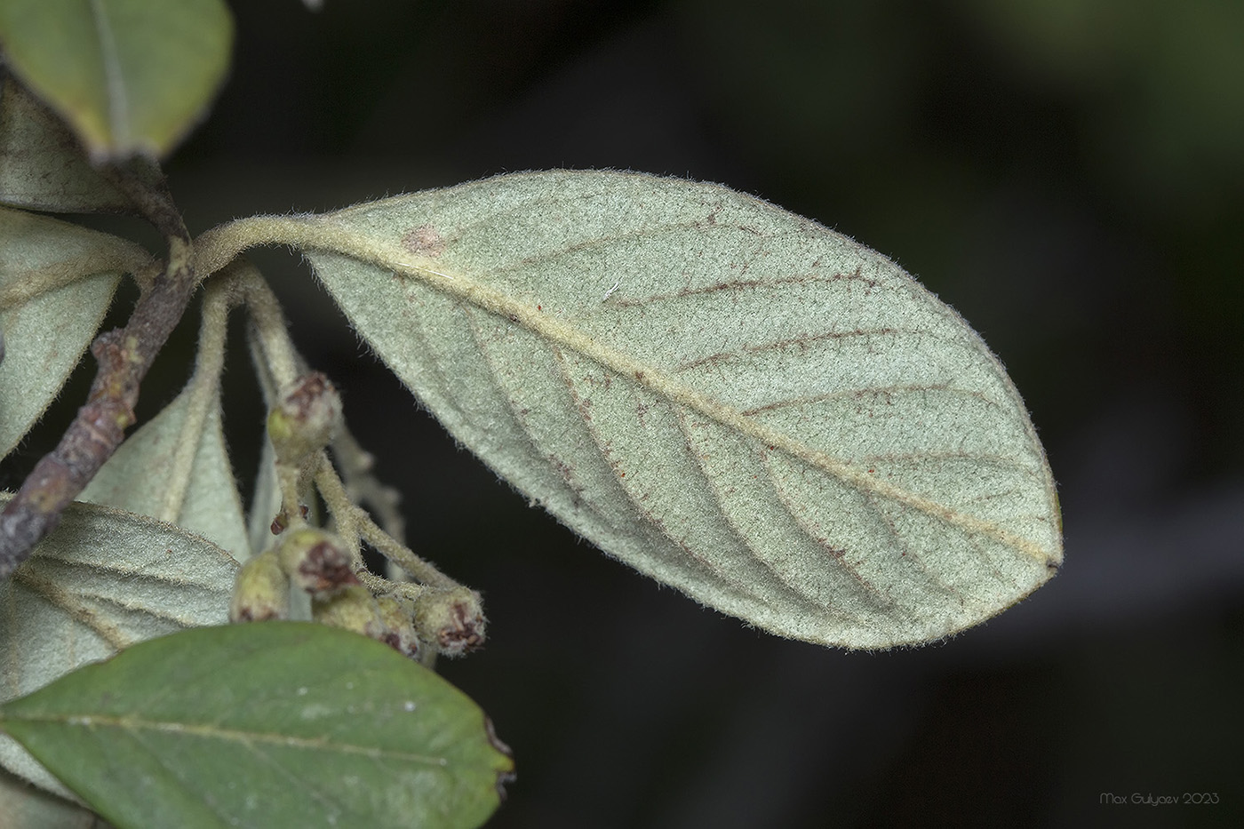 Изображение особи род Cotoneaster.