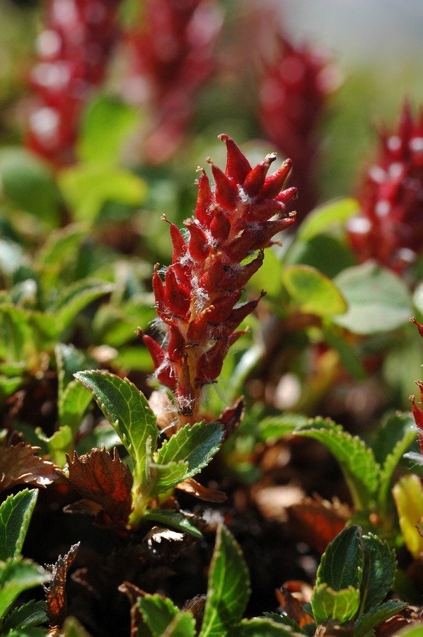 Image of Salix kamtschatica specimen.