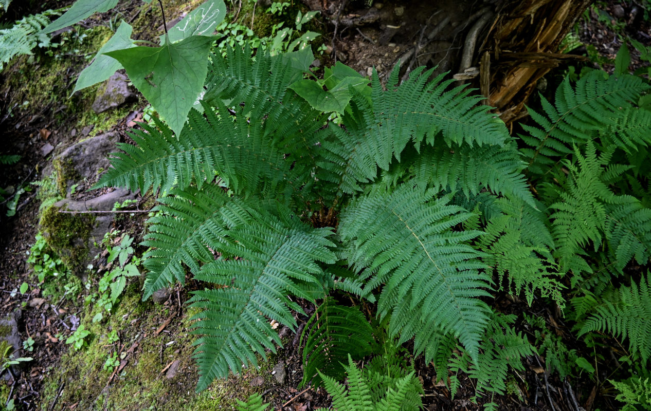 Изображение особи Dryopteris crassirhizoma.