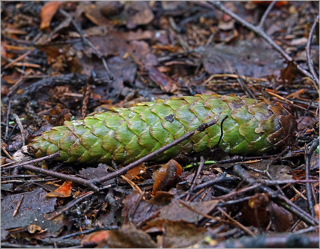 Image of Picea abies specimen.