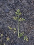 Astrodaucus orientalis. Оборванный лист. Чечня, Шаройский р-н, левый борт долины р. Шикаройакх, ниже селения Шикарой, каменистый склон. 8 августа 2023 г.