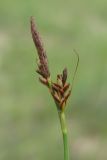 Carex caryophyllea