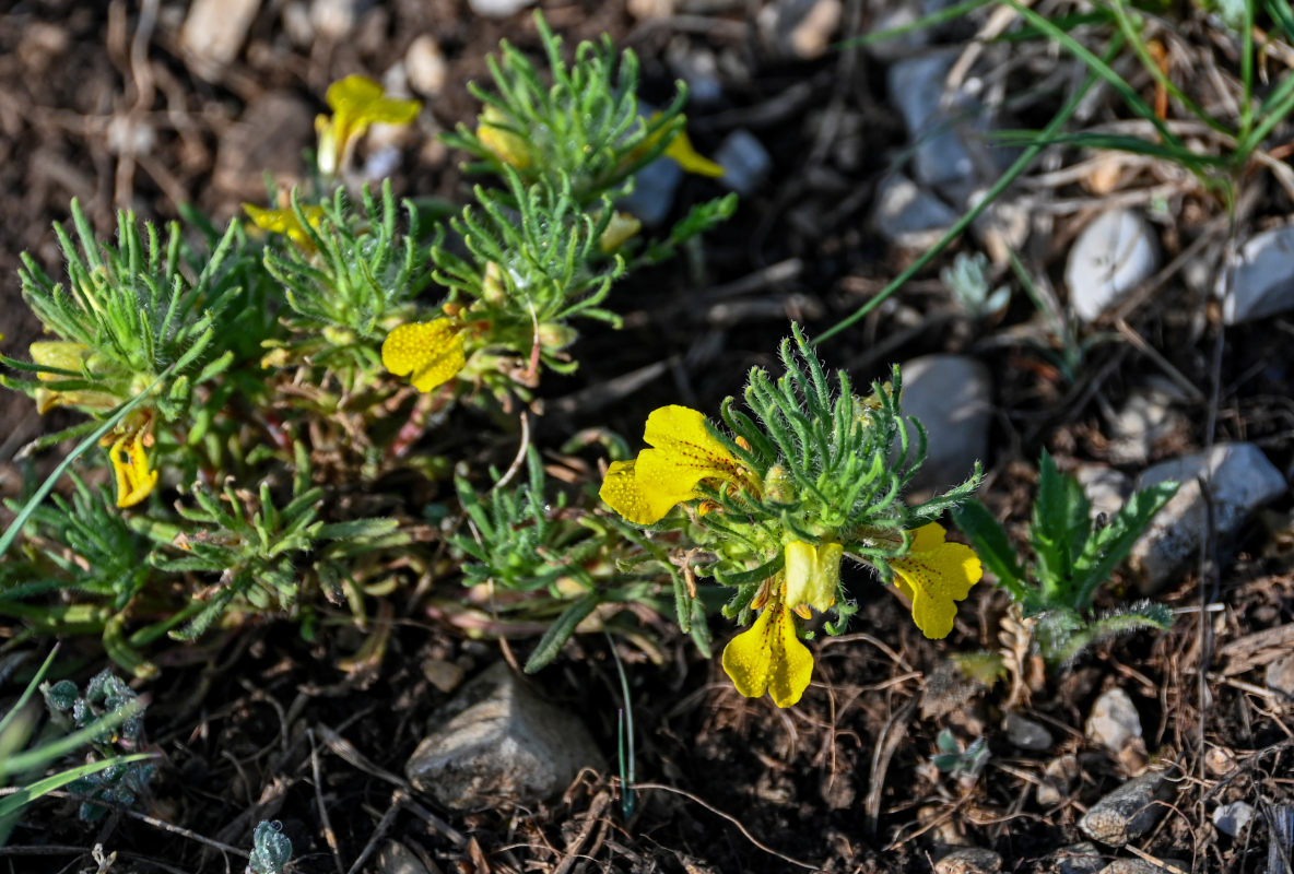 Image of Ajuga chia specimen.