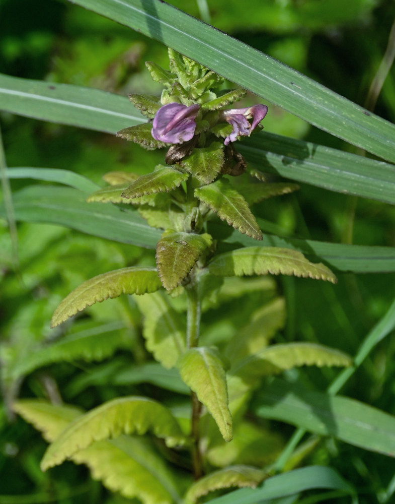 Изображение особи Pedicularis resupinata.