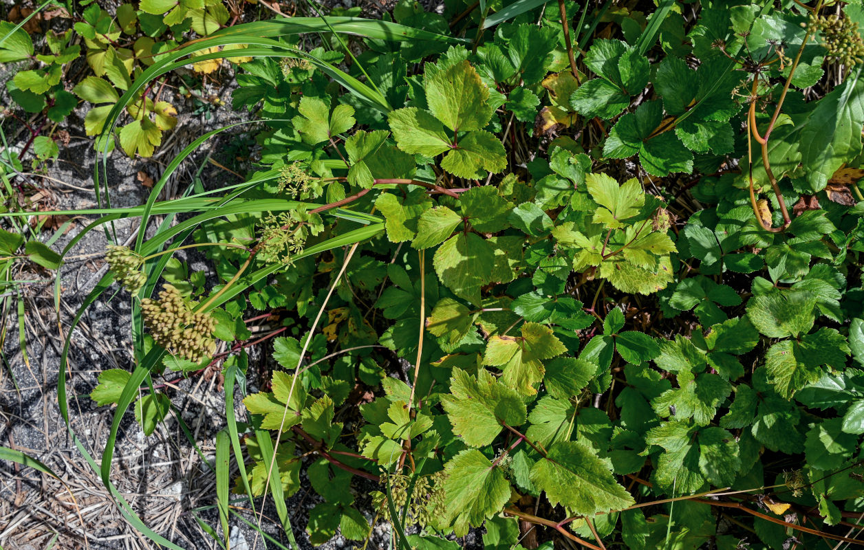 Image of Ligusticum scoticum specimen.