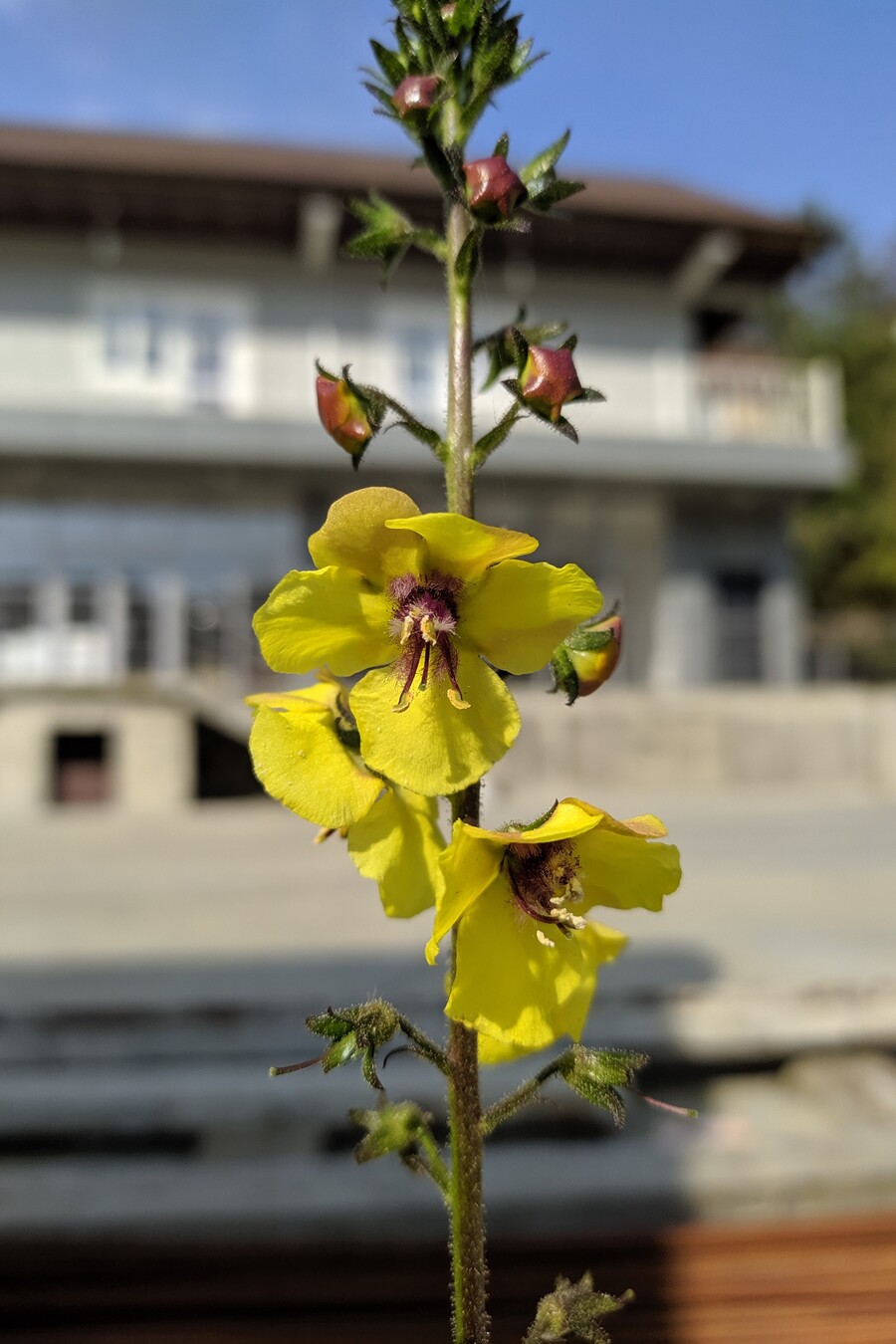 Изображение особи Verbascum blattaria.