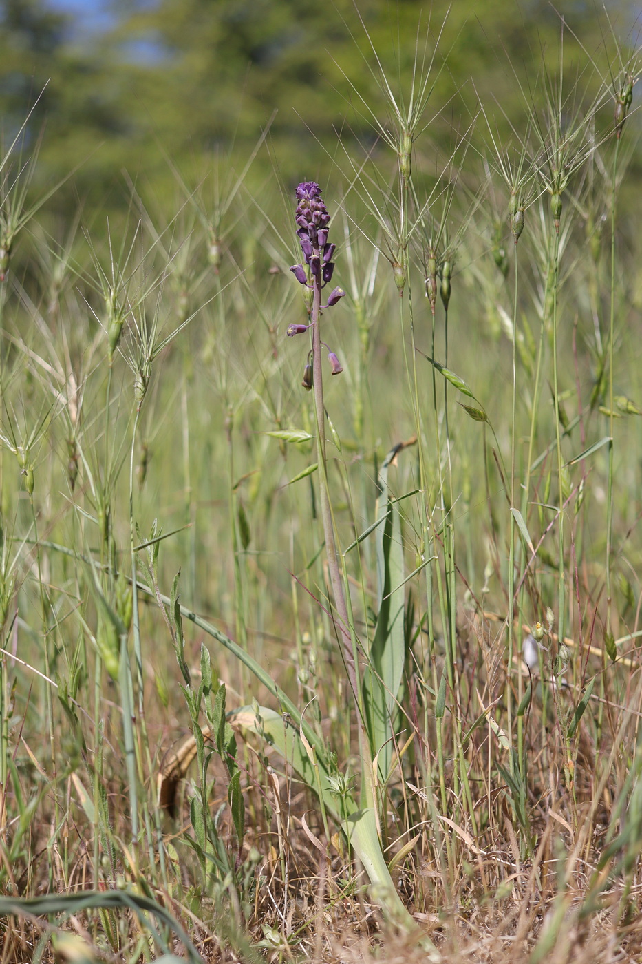 Image of Leopoldia comosa specimen.