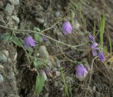 Campanula longistyla. Верхушка цветущего растения. Абхазия, Гудаутский р-н, окр. с. Лдзаа, галечно-песчаный склон. 15.04.2024.