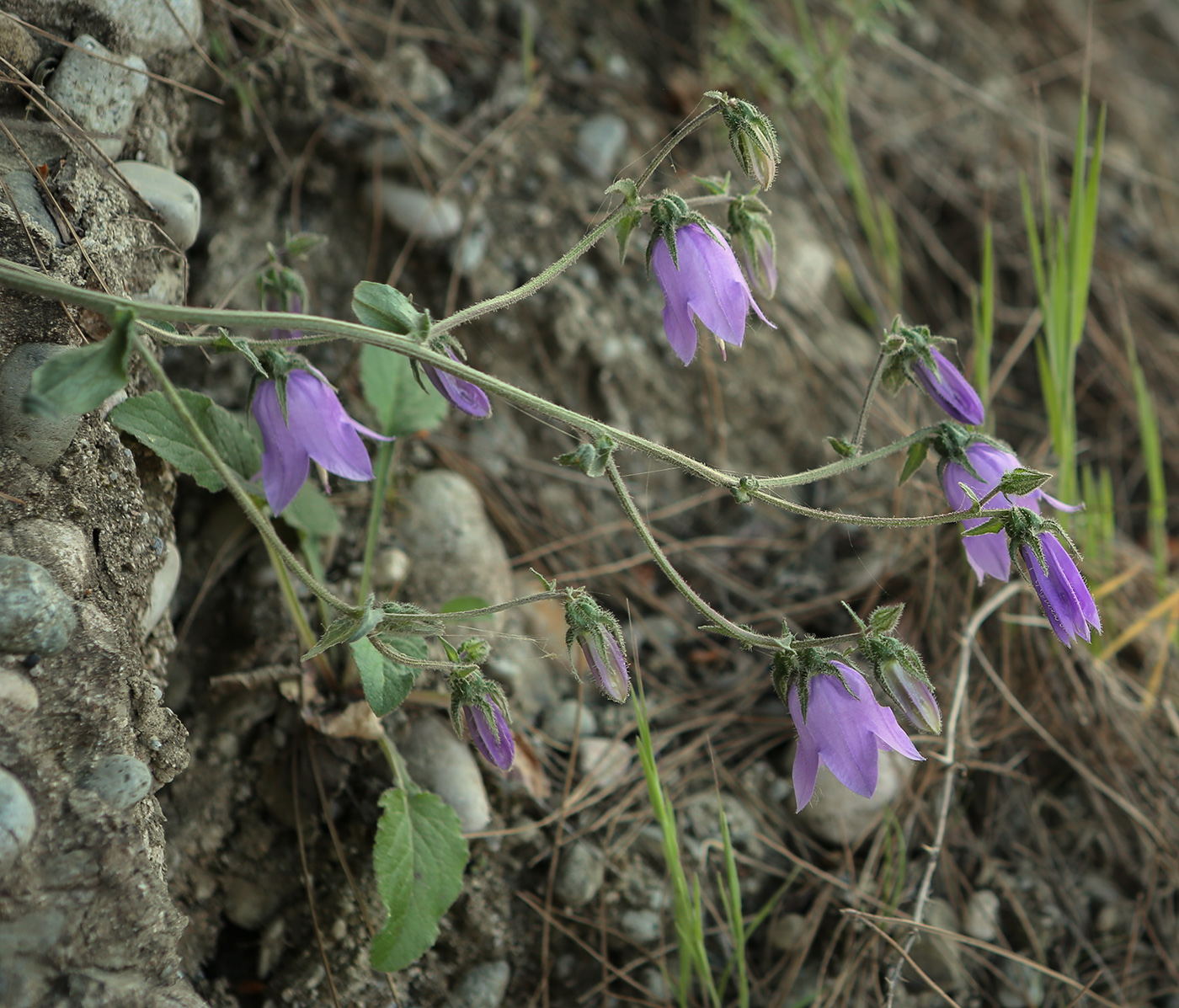 Изображение особи Campanula longistyla.