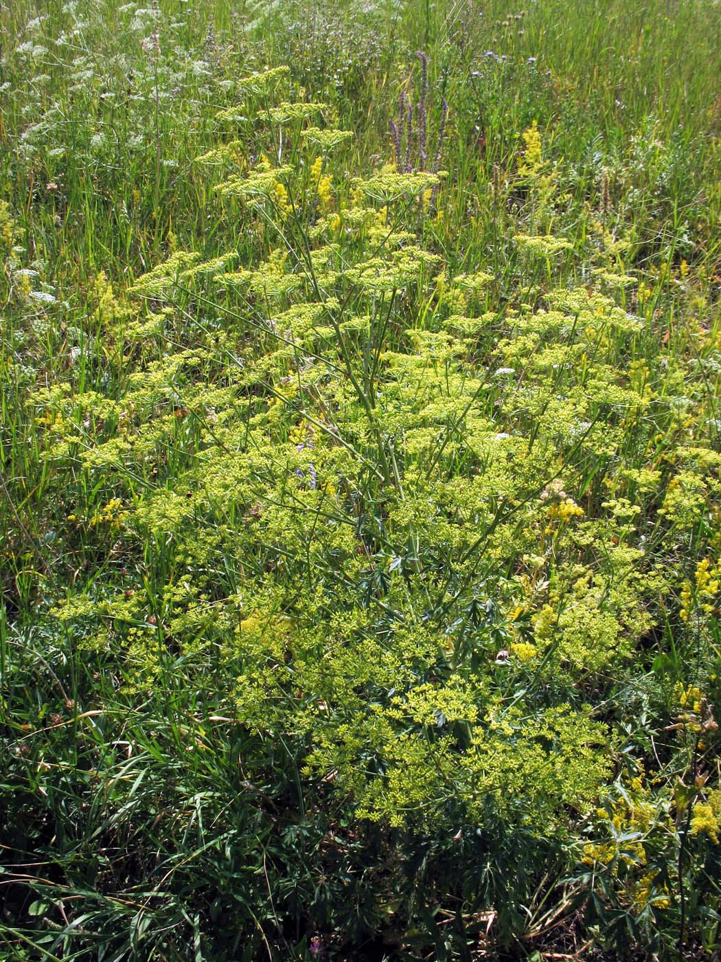 Image of Xanthoselinum alsaticum specimen.