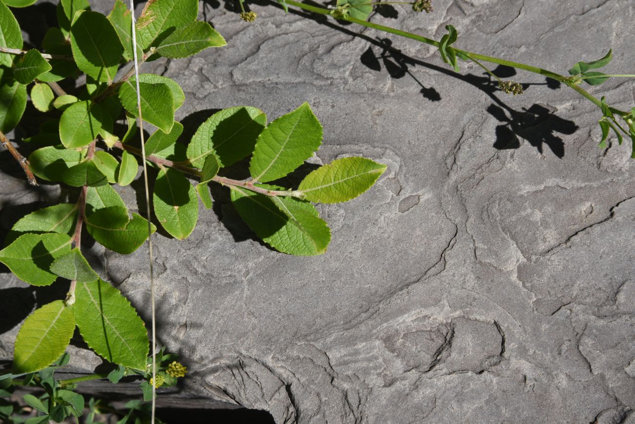 Image of genus Salix specimen.