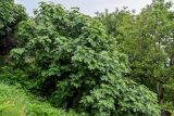 Ficus carica. Кроны взрослых деревьев. Грузия, Имеретия, г. Кутаиси, луговой склон. 14.06.2023.