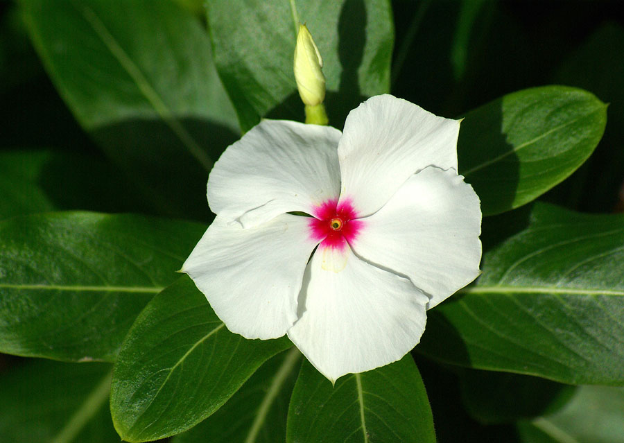 Изображение особи Catharanthus roseus.