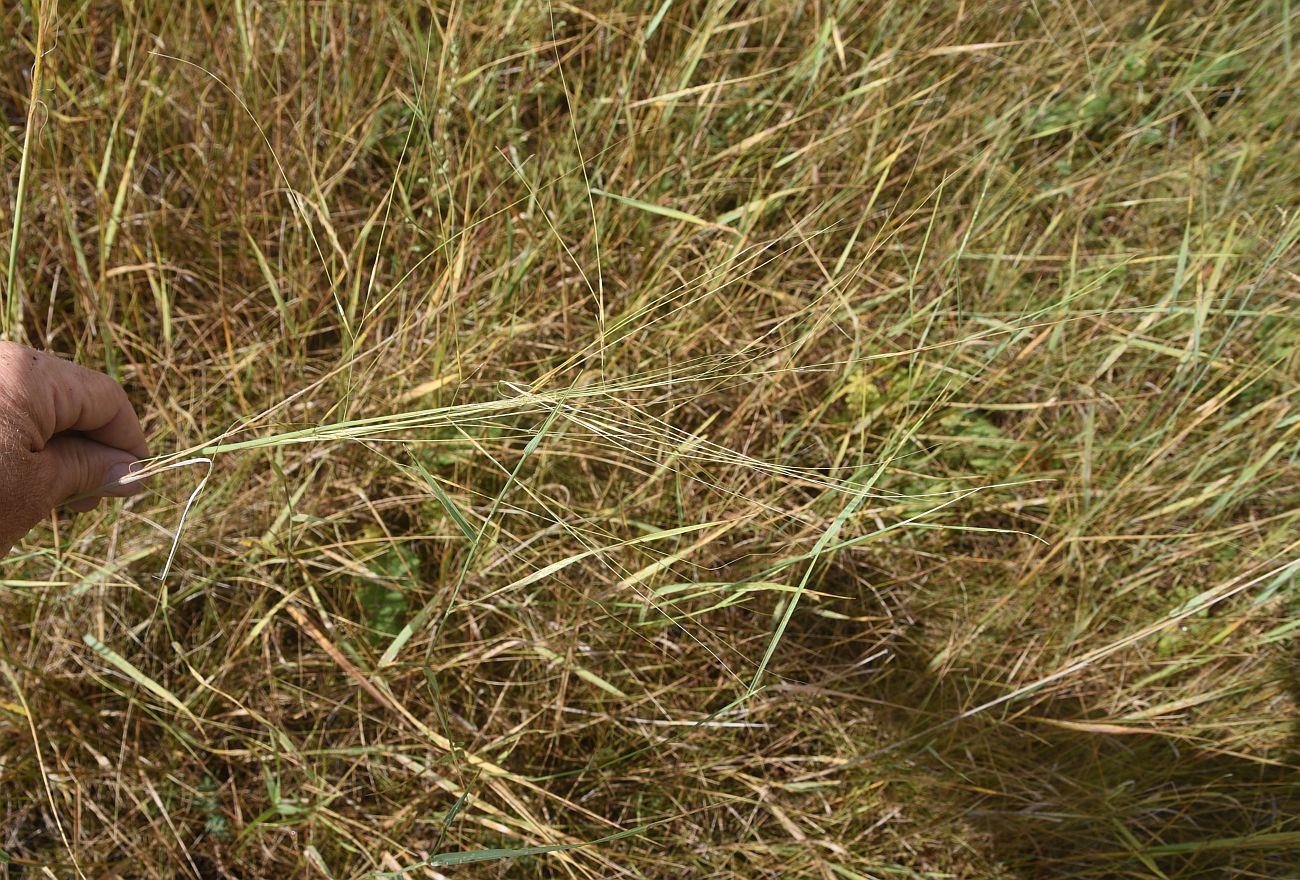 Изображение особи Stipa capillata.