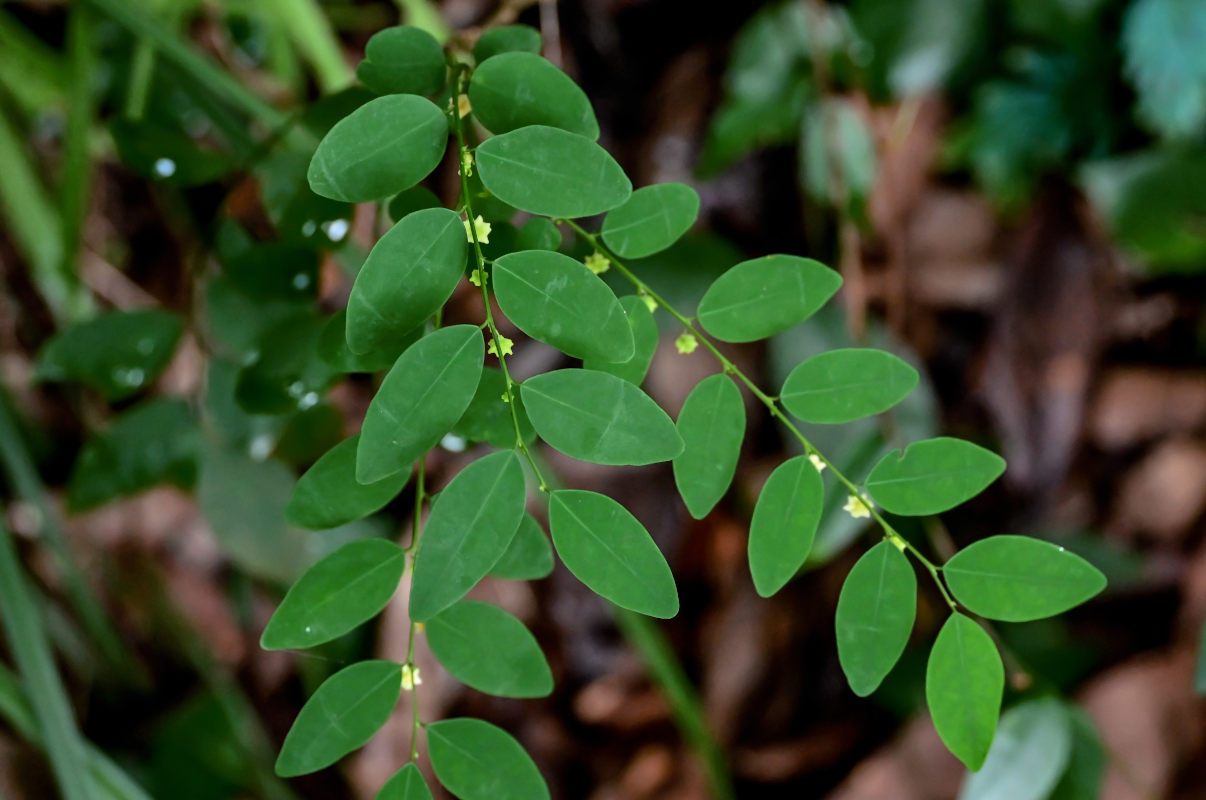 Изображение особи Breynia vitis-idaea.