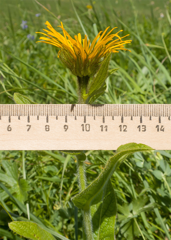 Изображение особи Inula orientalis.