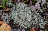 род Cladonia